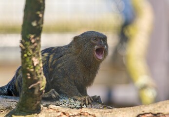 Pygmy Marmoset