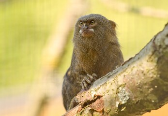 Pygmy Marmoset