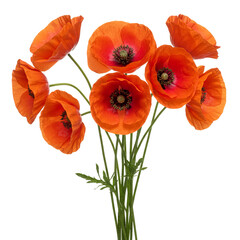 Obraz premium Vibrant Red Poppies flowers isolated on transparent background, Red Poppies PNG