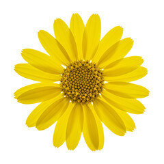 Obraz premium Vibrant Yellow Daisy A CloseUp Macro Photograph of a Sunny Flower
