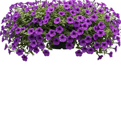 Vibrant Purple Petunias Lush Hanging Basket Blooms