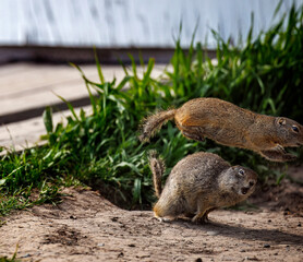 Prairie Dogs playing and eating