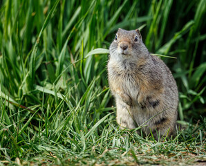Prairie Dogs playing and eating
