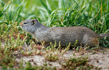 Prairie Dogs playing and eating