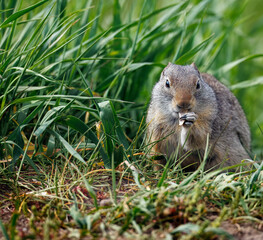 Prairie Dogs playing and eating