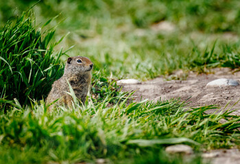 Prairie Dogs playing and eating