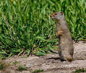 Prairie Dogs playing and eating