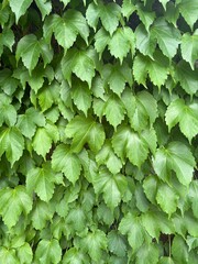 green leaves of a plant