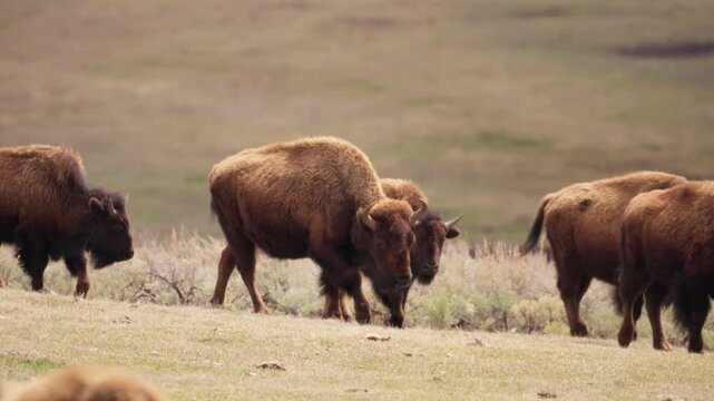 Herd of bison 