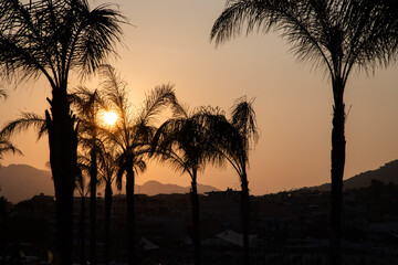 palm trees on the beach at sunset
