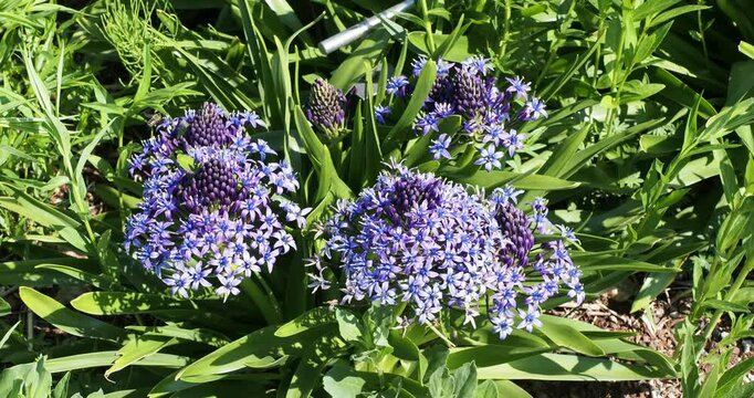 cilla peruviana | Portuguese squill - Hyacinth-of-Peru - Cuban-lily - Pyramidal-flowered sqill. Violet blue flowers in conical clusters above rosettes of narrow dark green leaves 