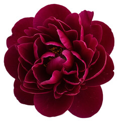 Naklejka premium Deep Crimson Rose Bloom Closeup Macro Photography