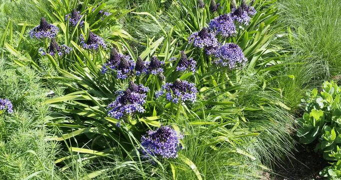 (Scilla peruviana) Beautiful bed of blue-violet Portuguese squill flowers in conical clusters resting on rosettes of long, dark green lanceolate leaves
