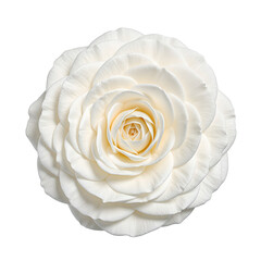 Elegant white camellia flower with densely packed petals beautifully centered and set against a pristine white background