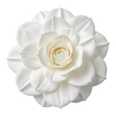 Elegant white camellia flower with densely packed petals beautifully centered and set against a pristine white background