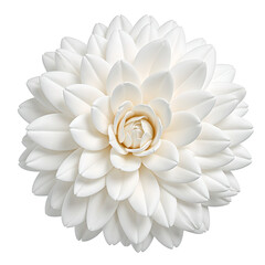 Elegant white camellia flower with densely packed petals beautifully centered and set against a pristine white background