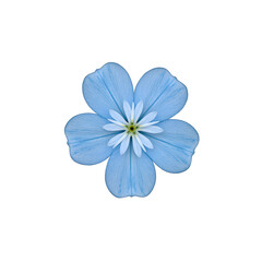 Gorgeous cluster of delicate light blue forget me not flowers isolated on white background perfect for romantic and spring themed designs