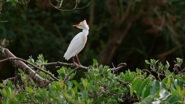 Beautiful and colorful heron with breeding season coloring perched on the branches of a tree while looking to the side. Species Cattle Egret, Bulbulcus Ibis, Ardea Ibis.