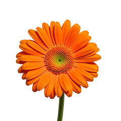 Vibrant orange gerbera daisy in full bloom showcasing its beauty and elegance against a clean white background