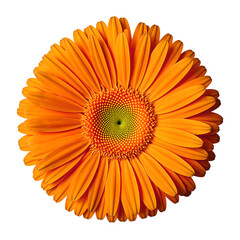 Vibrant orange gerbera daisy in full bloom showcasing its beauty and elegance against a clean white background
