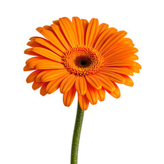 Vibrant orange gerbera daisy in full bloom showcasing its beauty and elegance against a clean white background