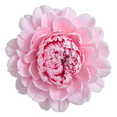 Delicate pink peony flower with intricate ruffled petals gracefully centered and set against a pristine white background