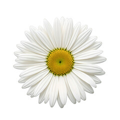 A delicate white daisy with a sunny yellow center featuring elegant long petals on a clean white background