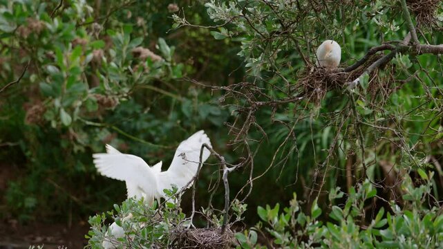 Cattle egret nesting area. In the place there is a group of herons that make their nests with branches and tree roots. One of the mothers approaches her young and feeds them. Species Cattle egret, Bul