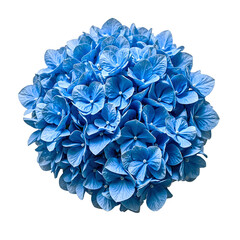 Vibrant blue hydrangea flower in full bloom with intricate clusters prominently centered and against a white background