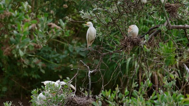 Group of herons perched in a tree near the nest. One of them is in charge of incubating the eggs while the other heron is standing next to her. Next to it is another mother and a restless juvenile fla