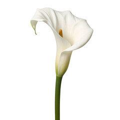 Exquisite white calla lily with gracefully curved petals and a long stem displayed centrally on a clean white background
