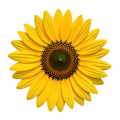 Vibrant yellow sunflower with detailed center standing out against a crisp white background A symbol of beauty and sunshine