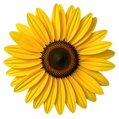Vibrant yellow sunflower with detailed center standing out against a crisp white background A symbol of beauty and sunshine