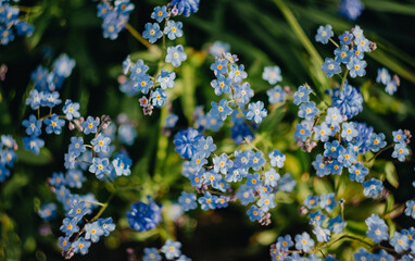 A bush of beautiful forget-me-nots in a flower bed