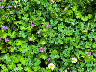 Dew kissed clover and wildflowers in lush greenery