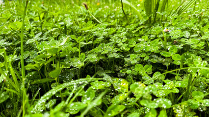 Dew covered clover leaves in a lush green meadow