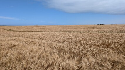Golden wheat field under blue sky. 