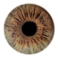 famele eye iris