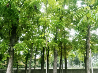 Lush Green Canopy: Tranquil Summer Forest Scene, Vibrant Foliage, Natural Light, Serene Mood.