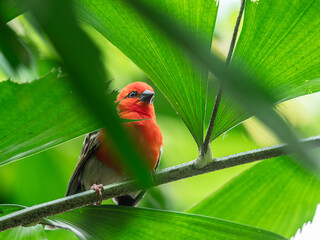 A Madagascar weaver closeup sitting in a tree