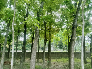 Tranquil Grove: Lush Green Canopy of Trees, Serene Natural Scene, Peaceful Atmosphere.