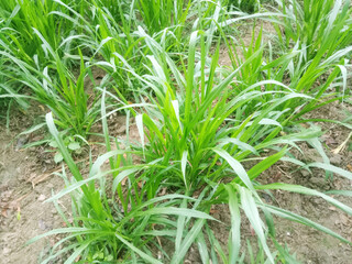 Obraz premium Lush Green Napier Grass Field, Vibrant Growth, Agricultural Stock Photo