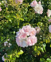Pale Pink Roses in Garden Sunlight
