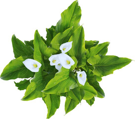 Top view of calla lily