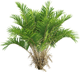 Side view of salak plant - Salacca Zalacca