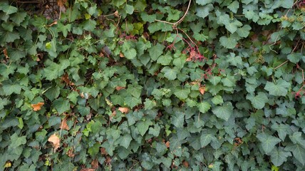green well growing ivy bush on the wall of the house facade background
