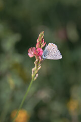 Papillon au printemps sur une fleur