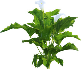 Side view of calla lily