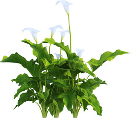 Side view of calla lily