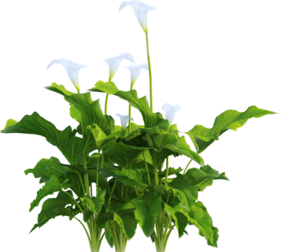 Side view of calla lily